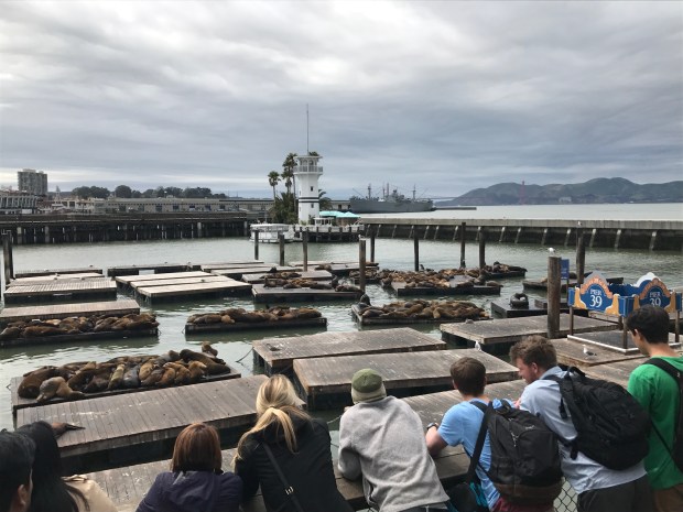 sea lions 1